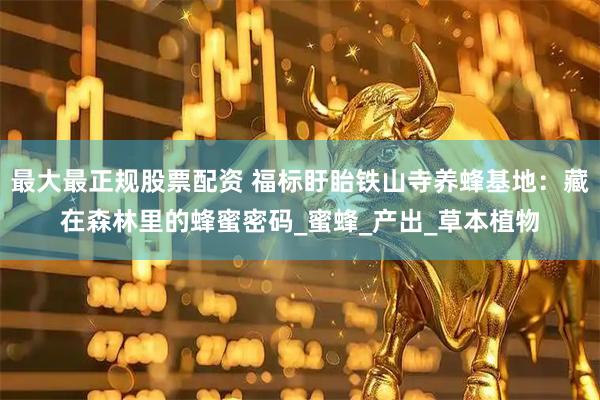 最大最正规股票配资 福标盱眙铁山寺养蜂基地：藏在森林里的蜂蜜密码_蜜蜂_产出_草本植物